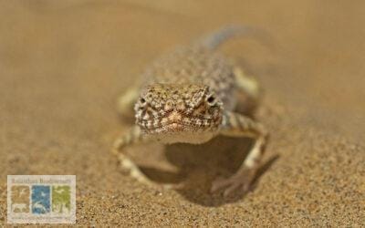 A Lizard on the Battlefield