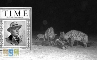 Do Scavengers feed on Dead Tigers?