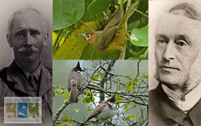 Mt. Abu: A Tale of Two Birds