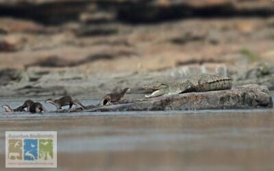 मगरमच्छ संग ऊदबिलाव का व्यवहार