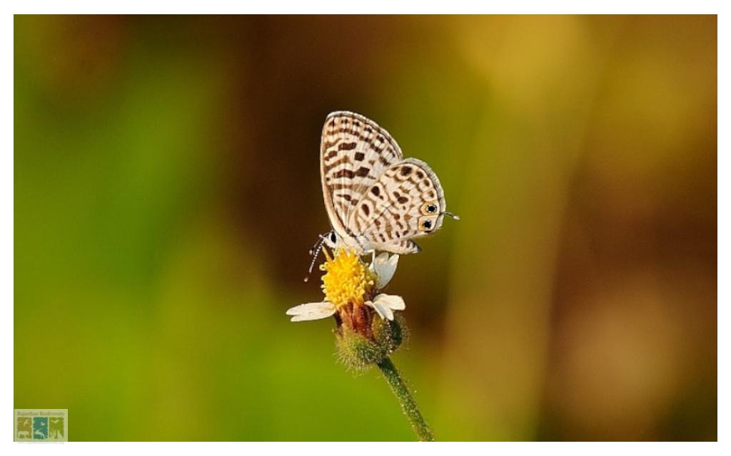 Insects and other Macros-Gallery - Rajasthan Biodiversity Network