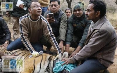 वन्य जीवों के रक्षक :  रणथम्भौर के रेस्क्यूमैन