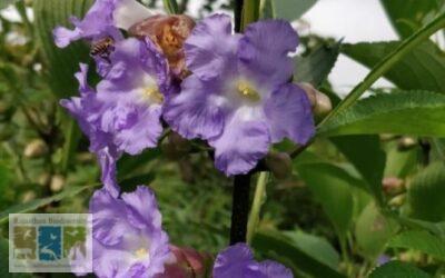 कार्वी: राजस्थान के फूलों की रानी