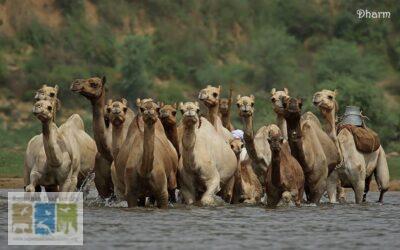 राजस्थान में ऊँटो की नस्ल में विविधता एवं उनकी संख्या