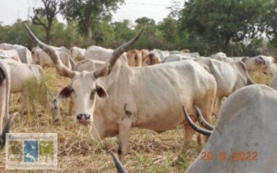 राजस्थान की वन्यजीवों से टक्कर लेने वाली गाय की नस्ल : ‘नारी’