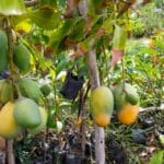 आम की बारहमासी फल देने वाली राजस्थान की एक किस्म - 'सदाबहार'