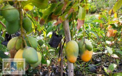 आम की बारहमासी फल देने वाली राजस्थान की एक किस्म – ‘सदाबहार’