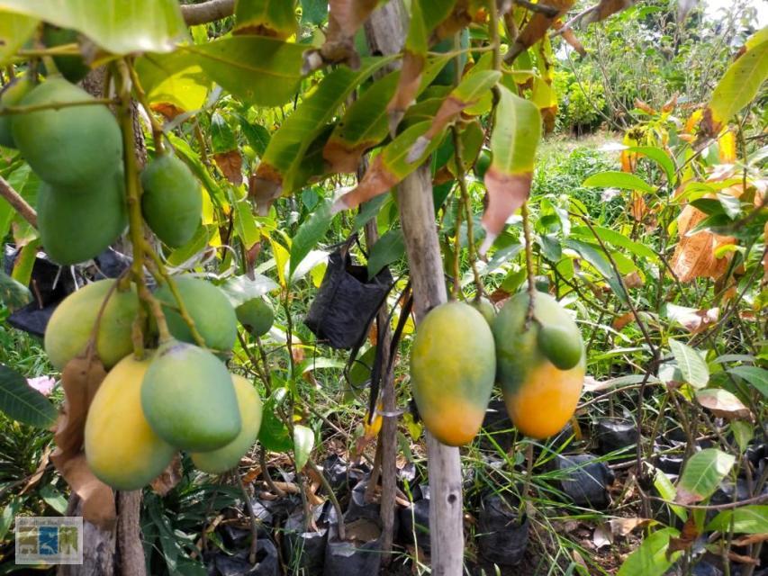 рдЖрдо рдХреА рдмрд╛рд░рд╣рдорд╛рд╕реА рдлрд▓ рджреЗрдиреЗ рд╡рд╛рд▓реА рд░рд╛рдЬрд╕реНрдерд╛рди рдХреА рдПрдХ рдХрд┐рд╕реНрдо – ‘рд╕рджрд╛рдмрд╣рд╛рд░’┬а