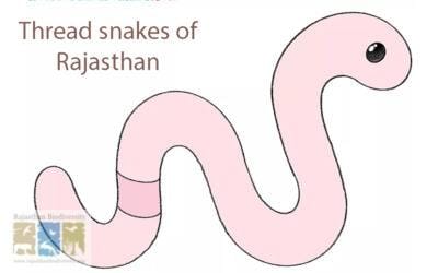 राजस्थान के धागे जैसे पतले थ्रेड स्नैक्स (Thread snake)