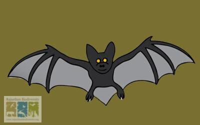 राजस्थान के खोये हुए तीन चमगादड़ प्रजातियों की कहानी