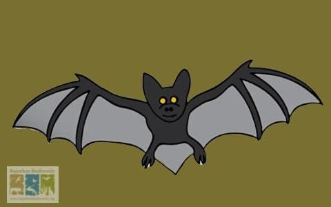 A Chiropteran Conundrum: The Story of the Three Lost Bats of Rajasthan