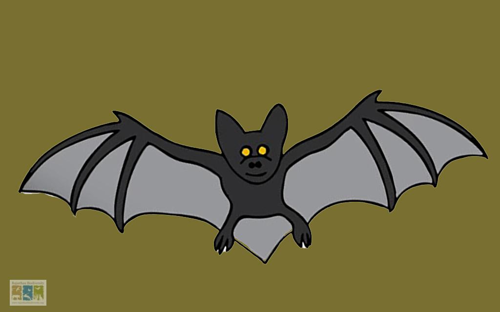 A Chiropteran Conundrum: The Story of the Three Lost Bats of Rajasthan  