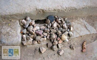 पत्थर इकट्ठा करने वाला रहस्यमय ककरगड़ा सांप