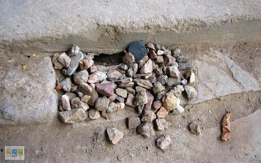  पत्थर इकट्ठा करने वाला रहस्यमय ककरगड़ा सांप    