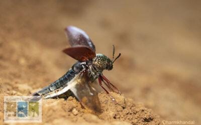 भींग: एक निर्भीक बीटल