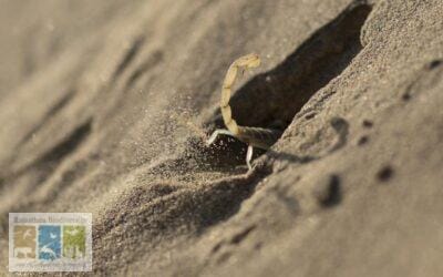 राजस्थान का एक सुनहरा बिच्छू : बूथाकस अग्रवाली (Buthacus agarwali)