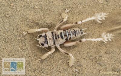 हिचड़कावा: एक विशाल झींगुर