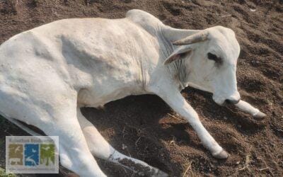 लम्पी गायों के लिए एक अत्यंत घातक रोग : क्या करे? कैसे बचाये अपने पशु धन को ?