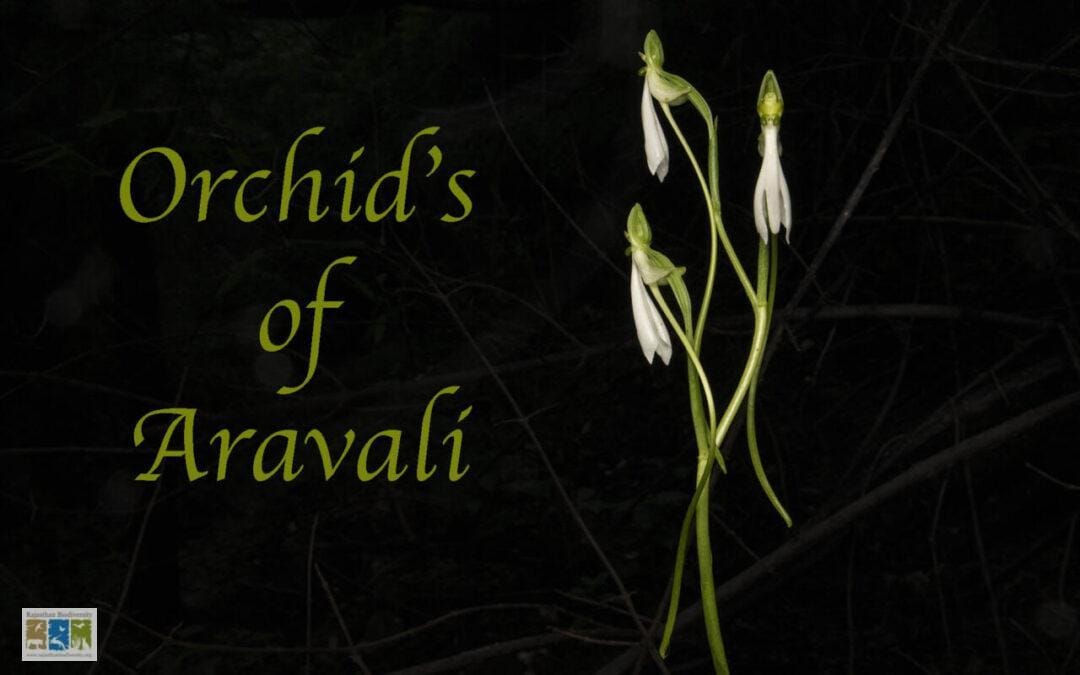 рдЕрд░рд╛рд╡рд▓реА рдХреЗ рдСрд░реНрдХрд┐рдб