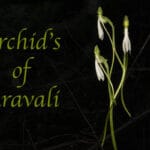 अरावली के ऑर्किड