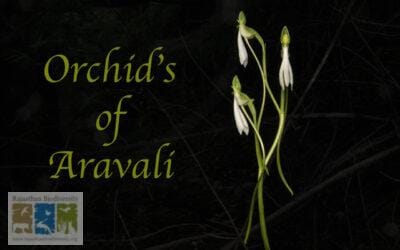 अरावली के ऑर्किड