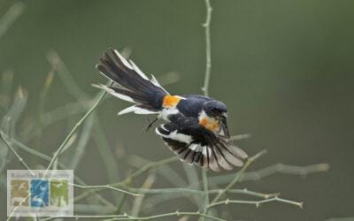 पक्षियों द्वारा दिया जाता है प्रेम उपहार (Nuptial gift)