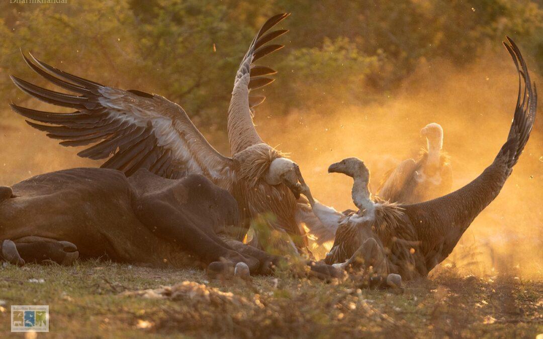 गिद्धों का नया सुरक्षित आश्रय स्थल : ठेकरा गौशाला, करौली