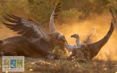 गिद्धों का नया सुरक्षित आश्रय स्थल : ठेकरा गौशाला, करौली
