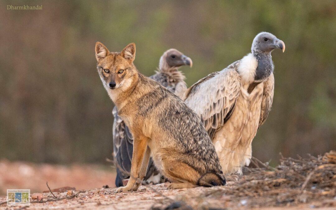 Thekra Gaushala: A New Safe Haven for Vultures in Karauli