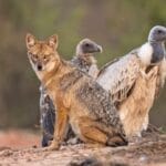 Thekra Gaushala: A New Safe Haven for Vultures in Karauli