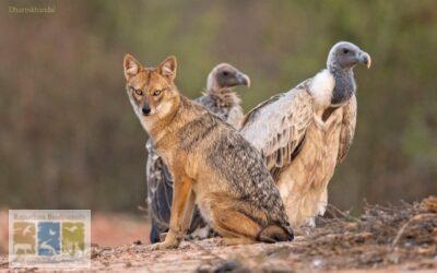 Thekra Gaushala: A New Safe Haven for Vultures in Karauli