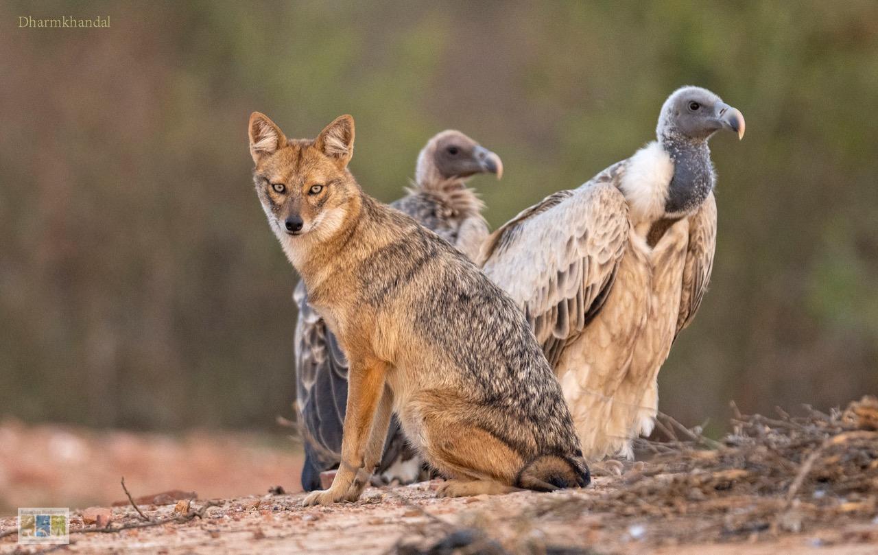 Thekra Gaushala: A New Safe Haven for Vultures in Karauli
