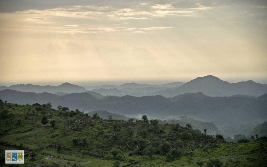 टॉडगढ़ रावली वन्यजीव अभ्यारण्य