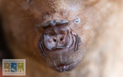 राजस्थान में चमगादड़ की एक प्रजाति- इंडियन रॉउंड लीफ बैट की खोज