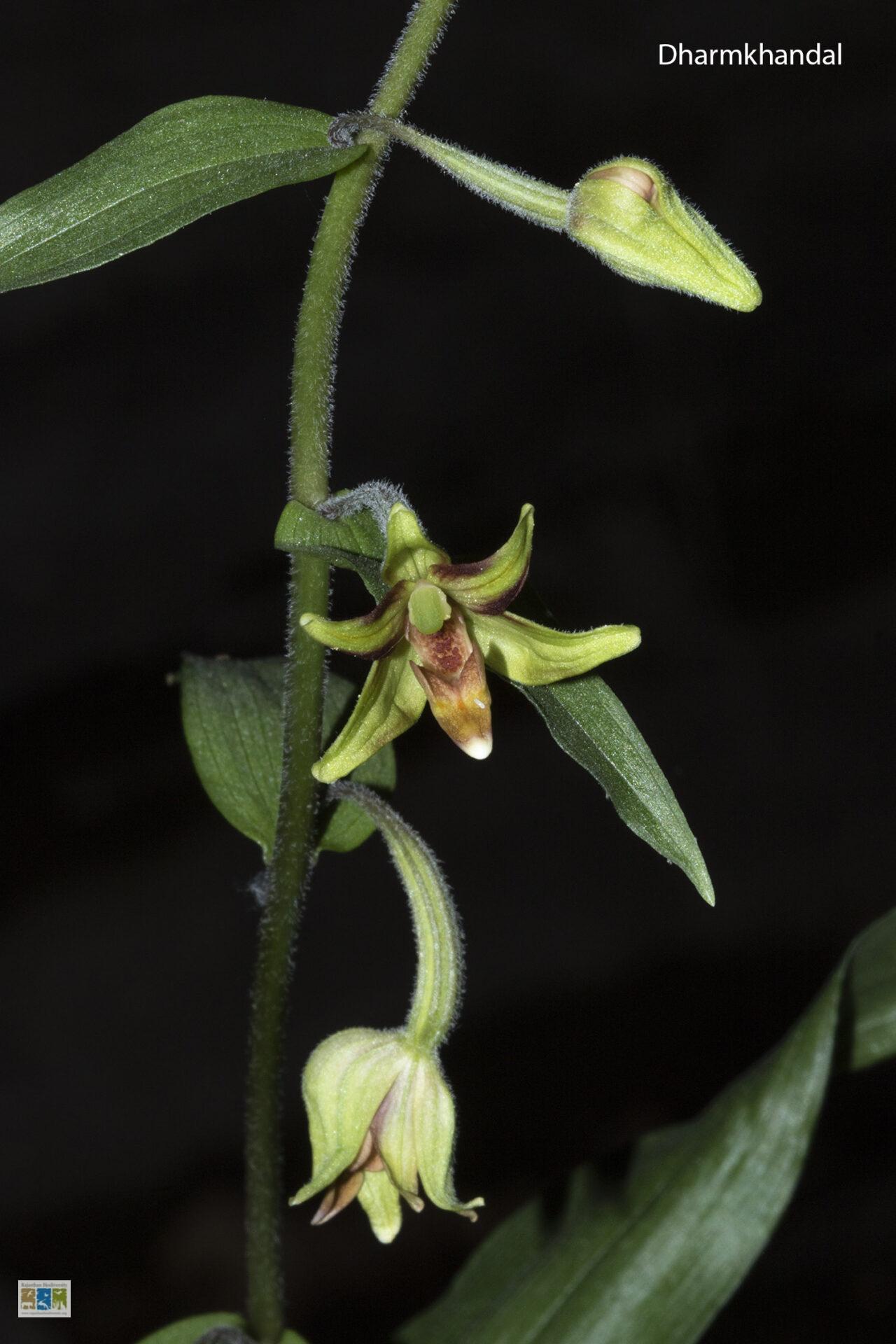 एपिपैक्टिस वेराट्रिफ़ोलिया, Epipactis veratrifolia