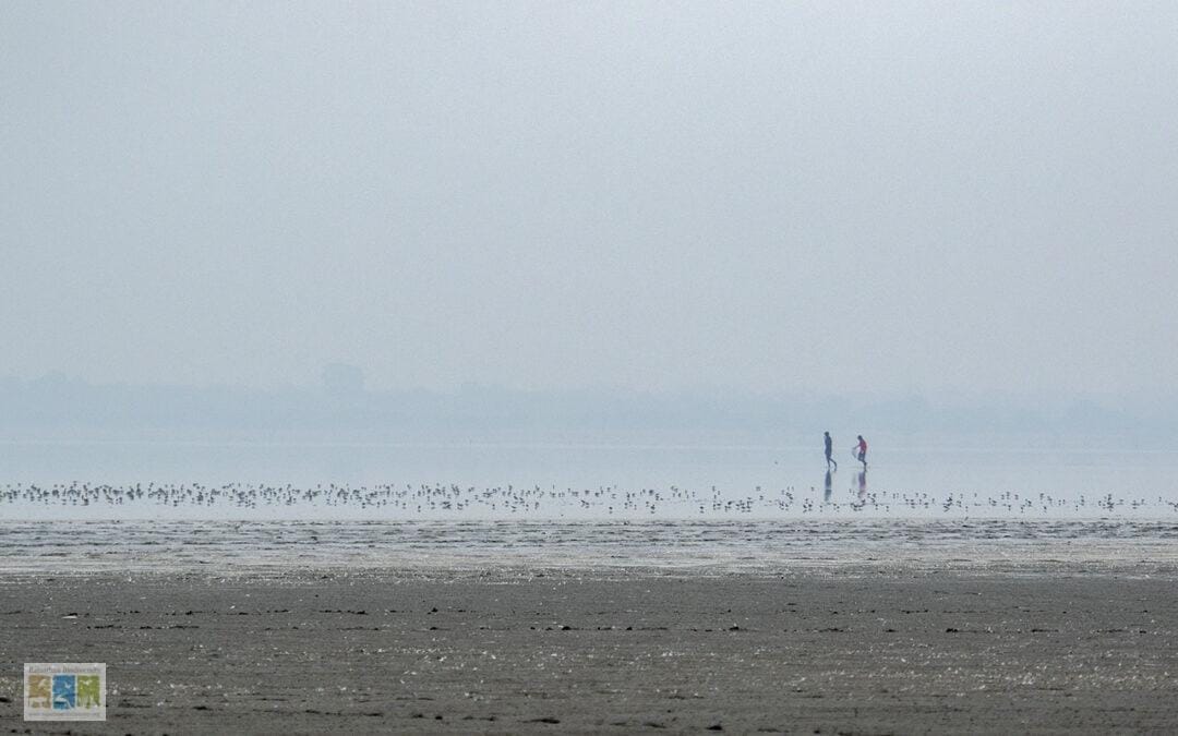 “सांभर झील की पारिस्थितिकी पर अवैध नमक व्यापार का खतरा”