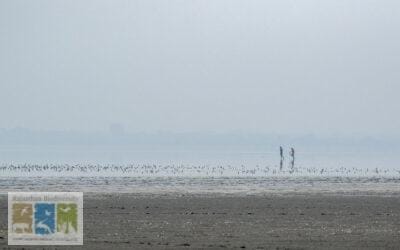 “सांभर झील की पारिस्थितिकी पर अवैध नमक व्यापार का खतरा”