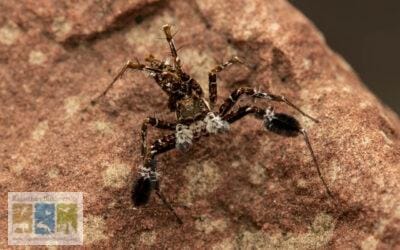 Portia Jumping Spiders