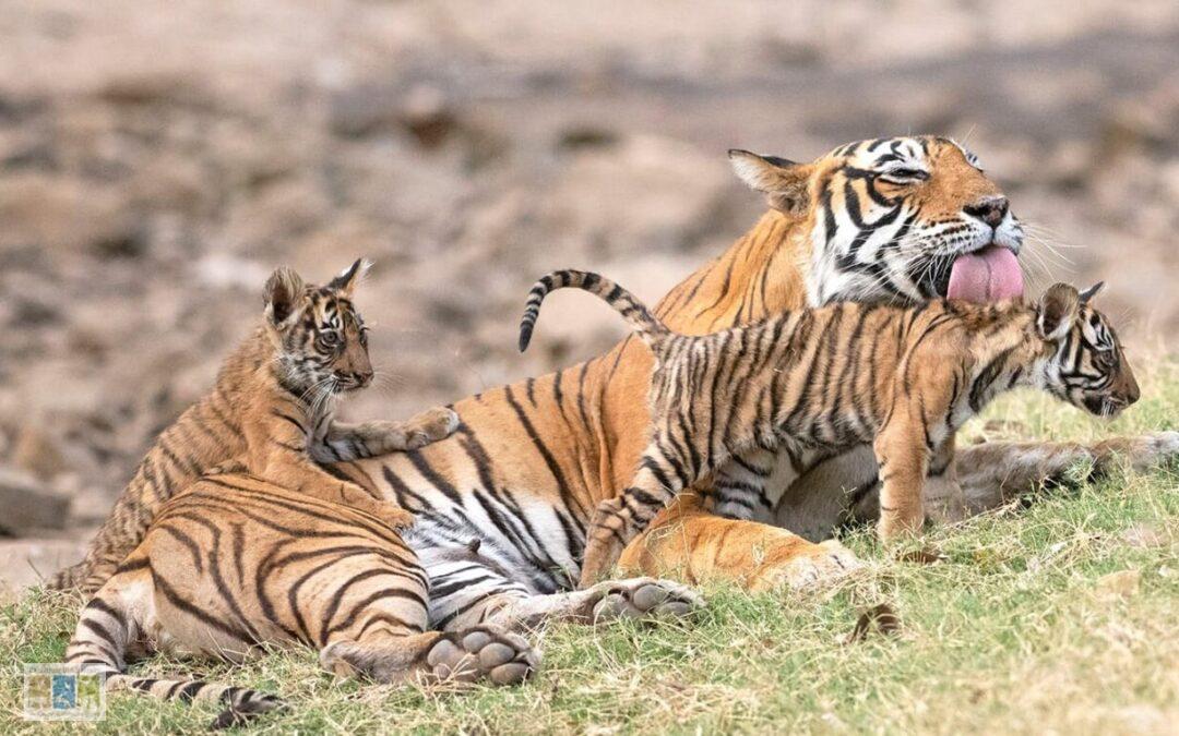 Tiger with cubs