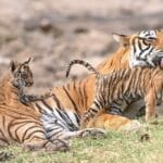 Tiger with cubs
