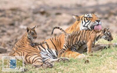 Conserve Tigers, Preserve Our Future! 🐯🌿