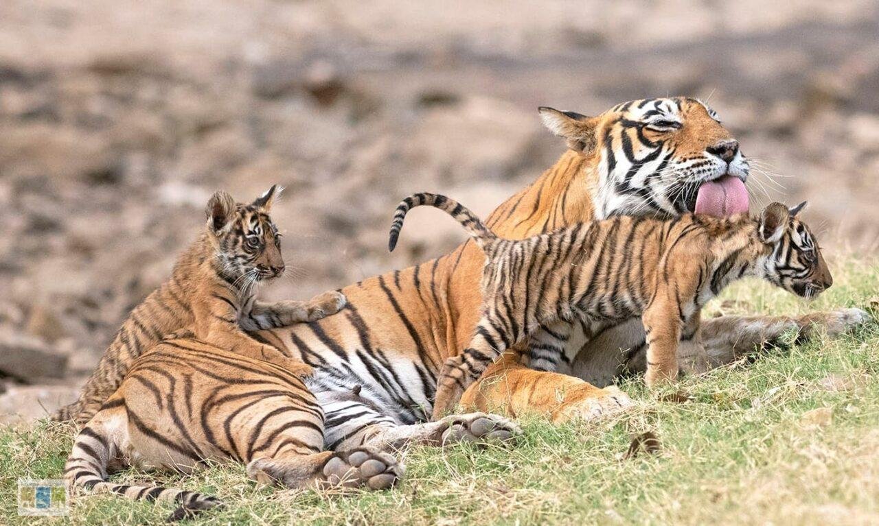 Tiger with cubs