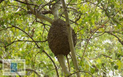 अनोखा आशियाना बनाने वाली क्रिमेटोगैस्टर चींटियाँ