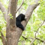 भालू (स्लॉथ बेयर) की जीवन यात्रा