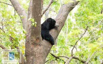 भालू (स्लॉथ बेयर) की जीवन यात्रा