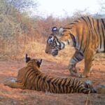 स्याहगोश (Caracal) का सबसे महत्वपूर्ण क्षेत्र: धौलपुर करौली टाइगर रिजर्व