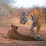 स्याहगोश (Caracal) का सबसे महत्वपूर्ण क्षेत्र: धौलपुर करौली टाइगर रिजर्व