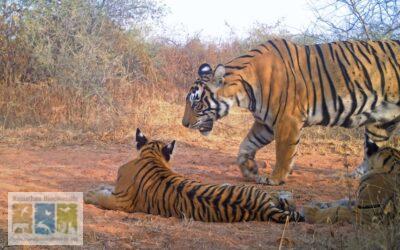 स्याहगोश (Caracal) का सबसे महत्वपूर्ण क्षेत्र: धौलपुर करौली टाइगर रिजर्व