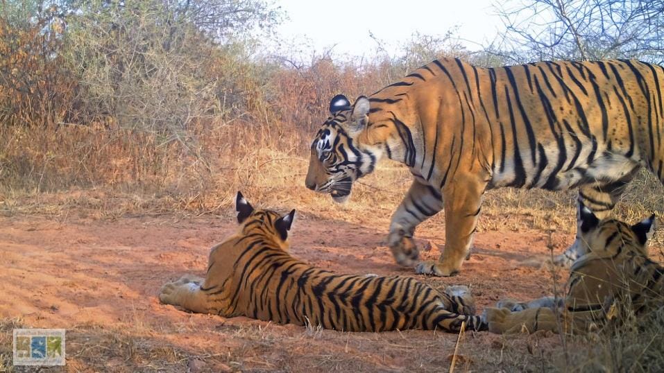 स्याहगोश (Caracal) का सबसे महत्वपूर्ण क्षेत्र: धौलपुर करौली टाइगर रिजर्व