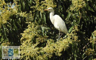 बसंत में सफेद बगुलों का आश्रय – आम का पेड़